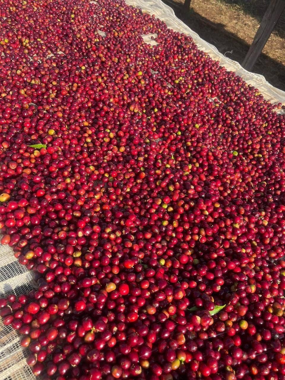 Ripe red coffee cherries on raised drying beds at Hangadhi, East Guji