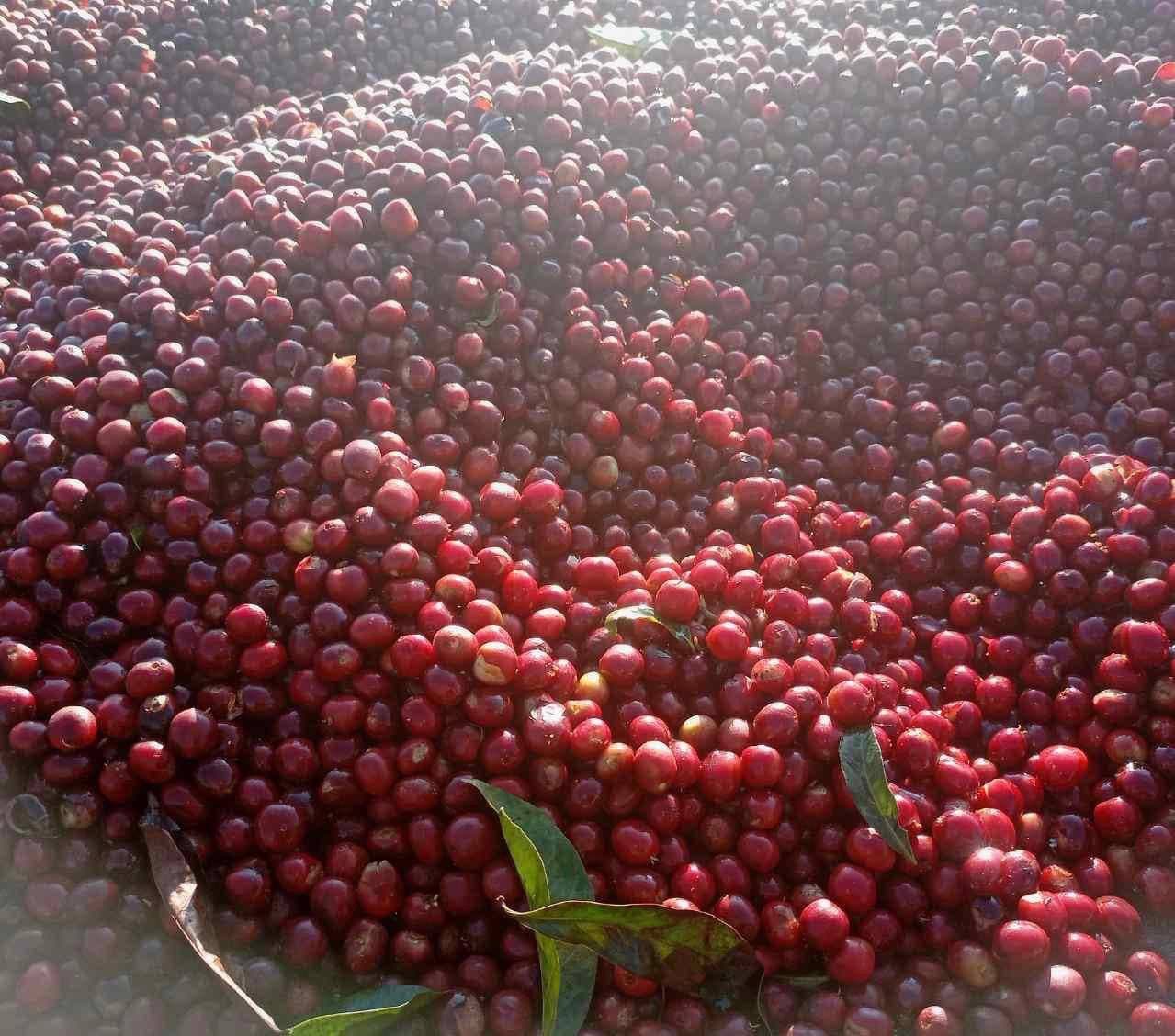 Natural process coffee cherries drying on raised beds, Hangadhi