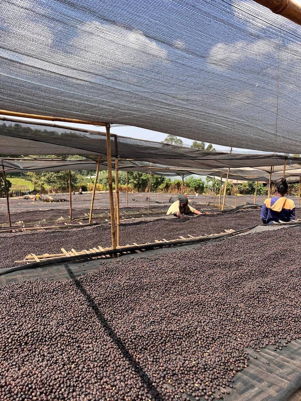 Workers sorting coffee under shade nets at Hangadhi processing station